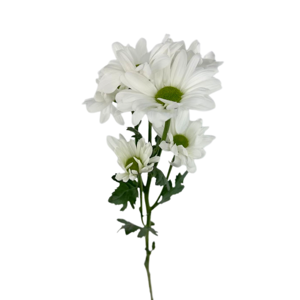 Pompom Daisy White (7 stems)