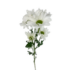 Pompom Daisy White (7 stems)