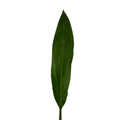 Ti Leaf (10 stems)