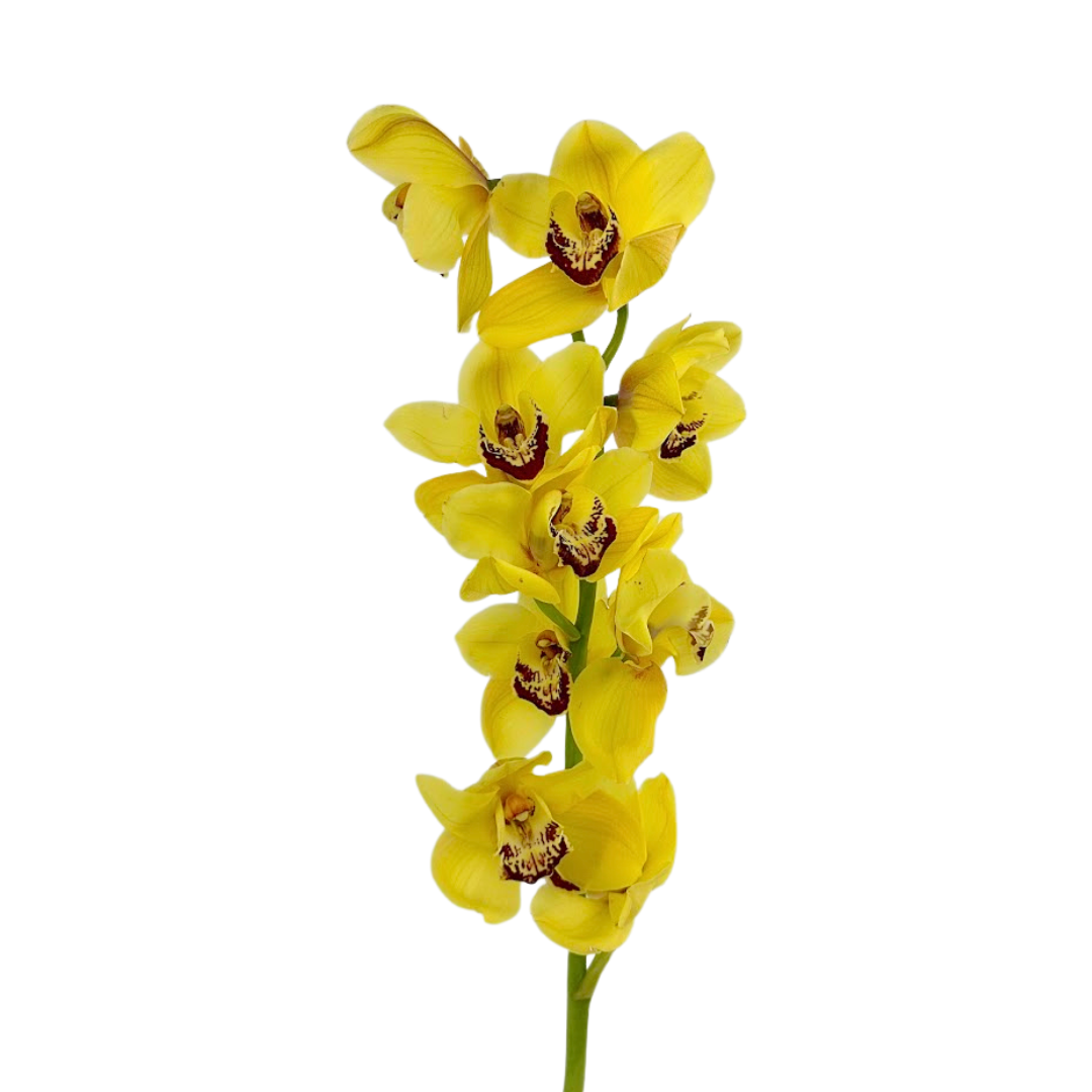 Orchid Cymbidium Yellow (Stem)