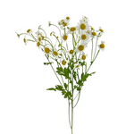 Fever Few Daisy (10 Stems)