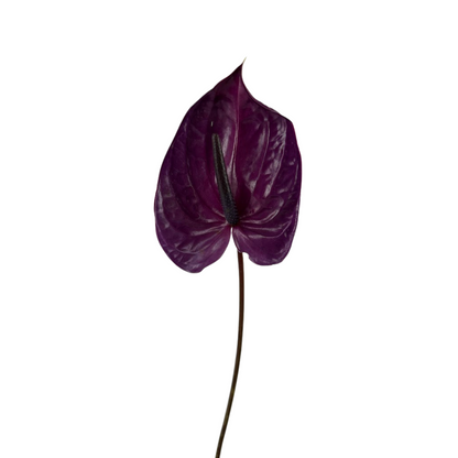 Anthurium, Purple (15 stems minimum)