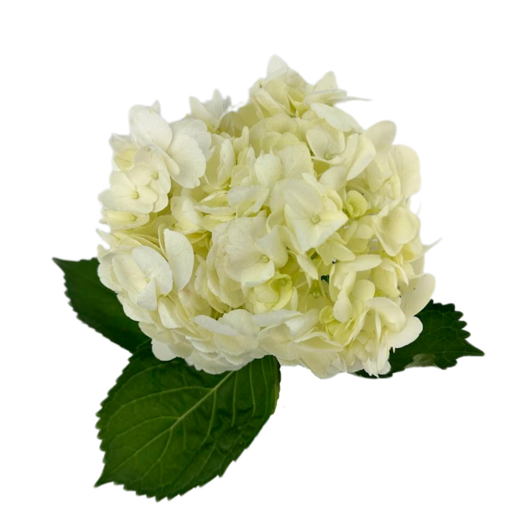 Hydrangea White Select (Single Stem)