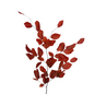 Copper Beech Red (10 stem bunch)