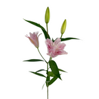 Lily Double Pink Surprise (10 Stems)