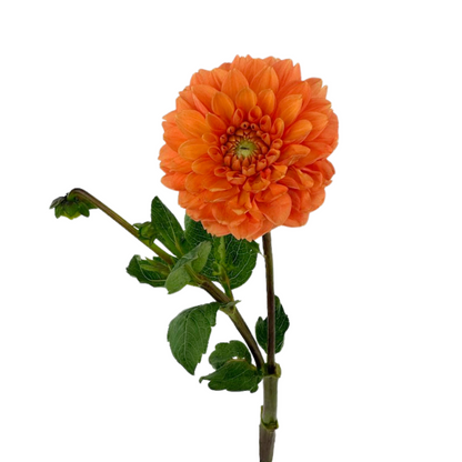 Dahlia Orange (5 stem bunch)
