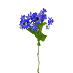 Pericallis Blue Lavender