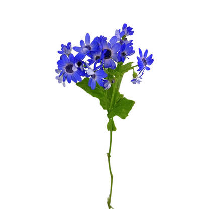 Pericallis Blue Lavender (10 stem bunch)