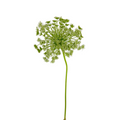 Queen Anne's Lace White (10 Stems)