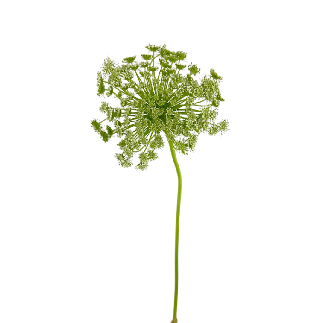 Queen Anne's Lace White (10 Stems)