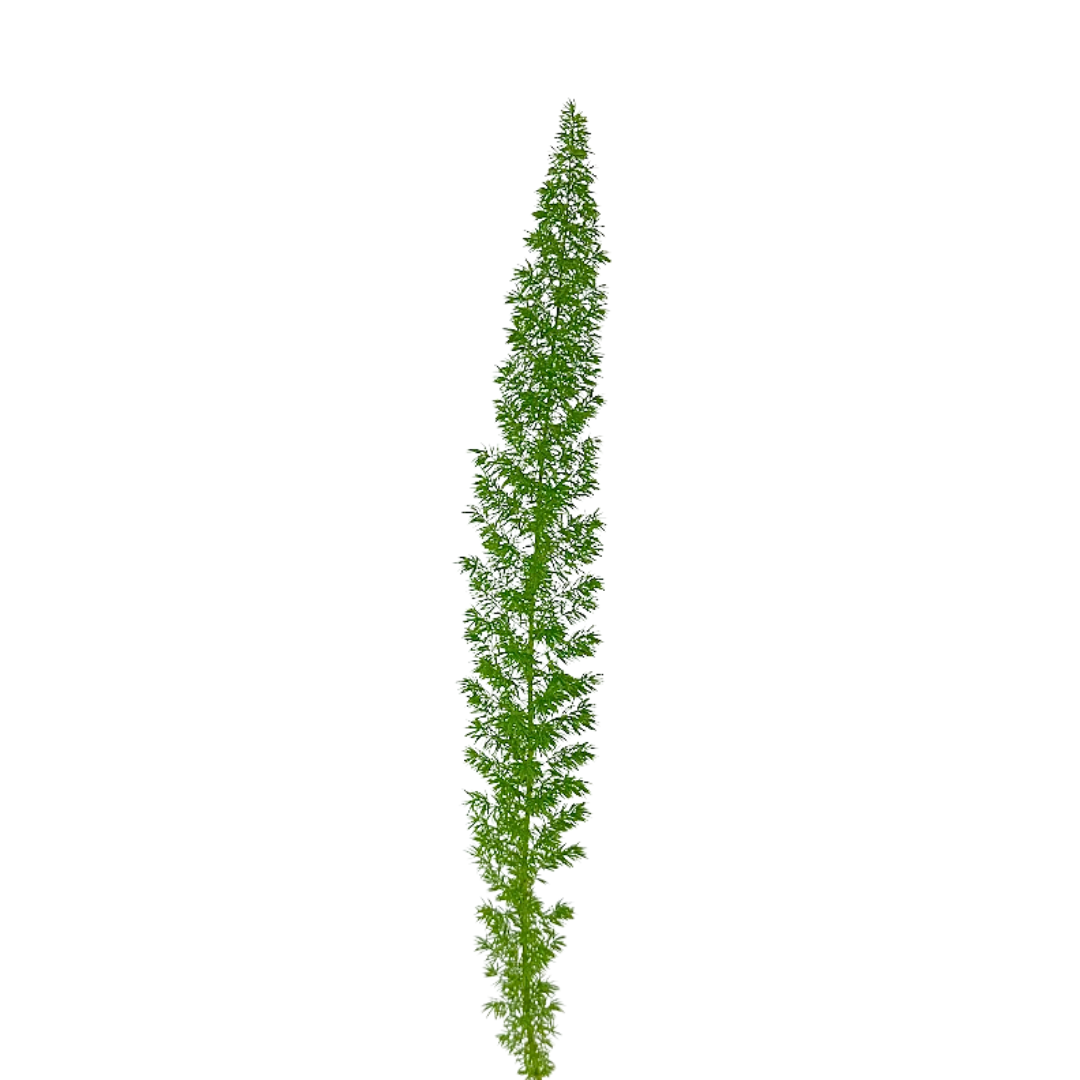 Foxtail