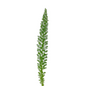 Foxtail (10 stem bunch)
