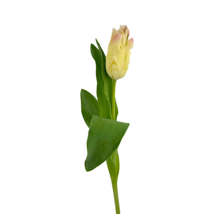 Tulip Parrot Blush Cream (10 stem bunch)