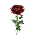 Chrysanthemum Cremone Red (10 Stems)