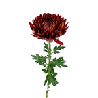 Chrysanthemum Cremone Red (10 Stems)