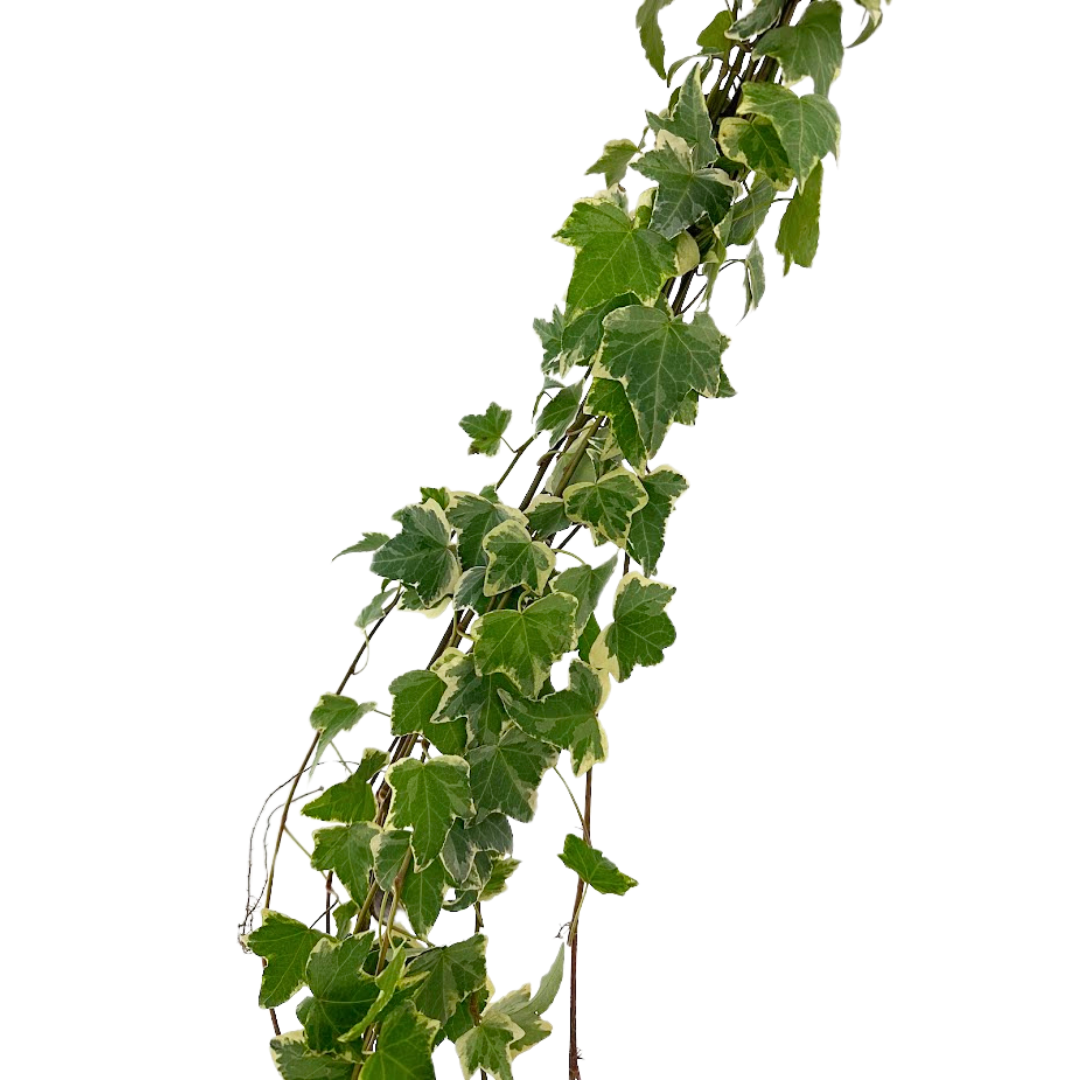 Ivy Vine Variegated