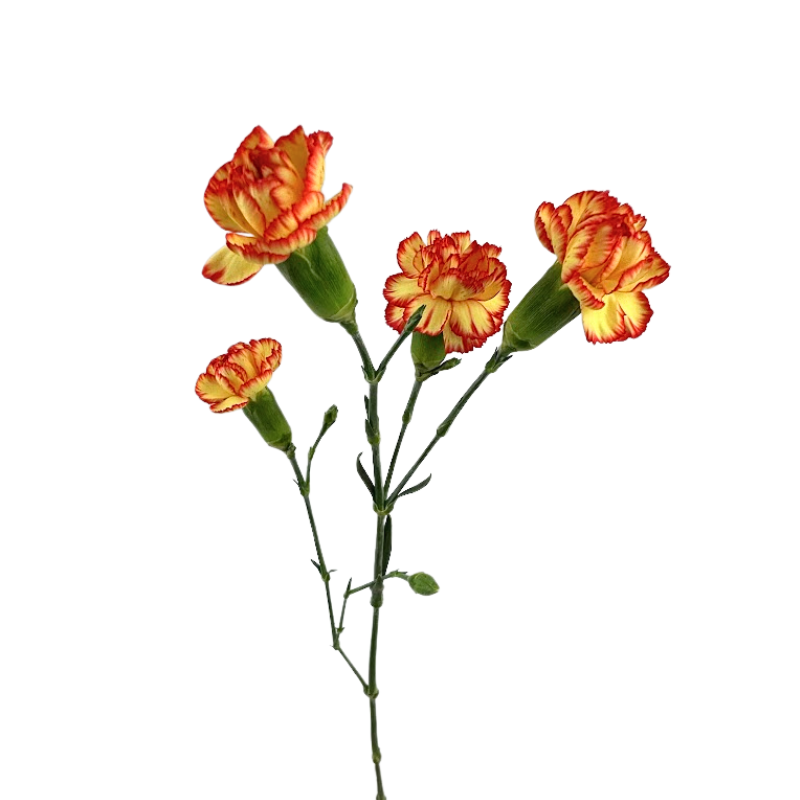 Mini Carnation Bicolor Yellow Red