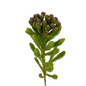 Brunia Green (10 stem bunch)