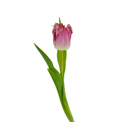 Tulip Frill Hot Pink (10 stem bunch)