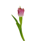 Tulip Frill Hot Pink (10 stem bunch)