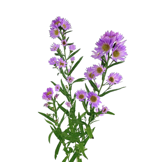 Aster Lavender Monte Casino