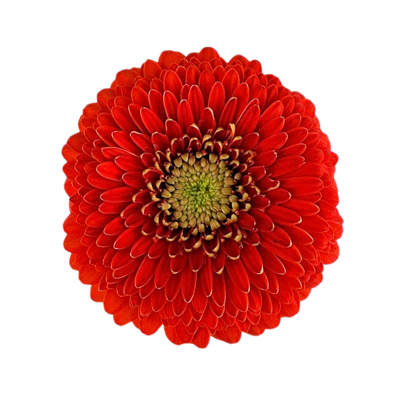 Gerbera Gerrondo Orange Fozzie