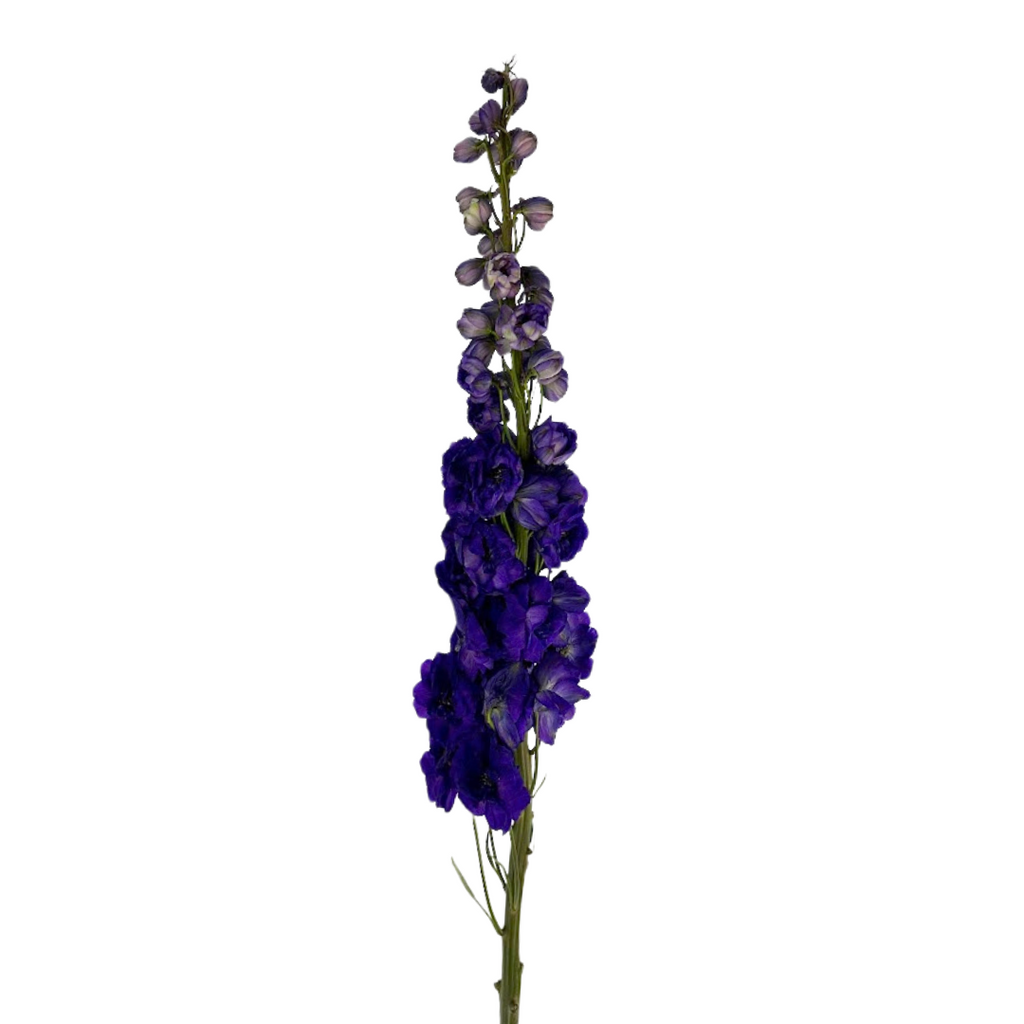 Delphinium Black Velvet