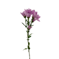 Pompom Cushion Lavender (7 stems)