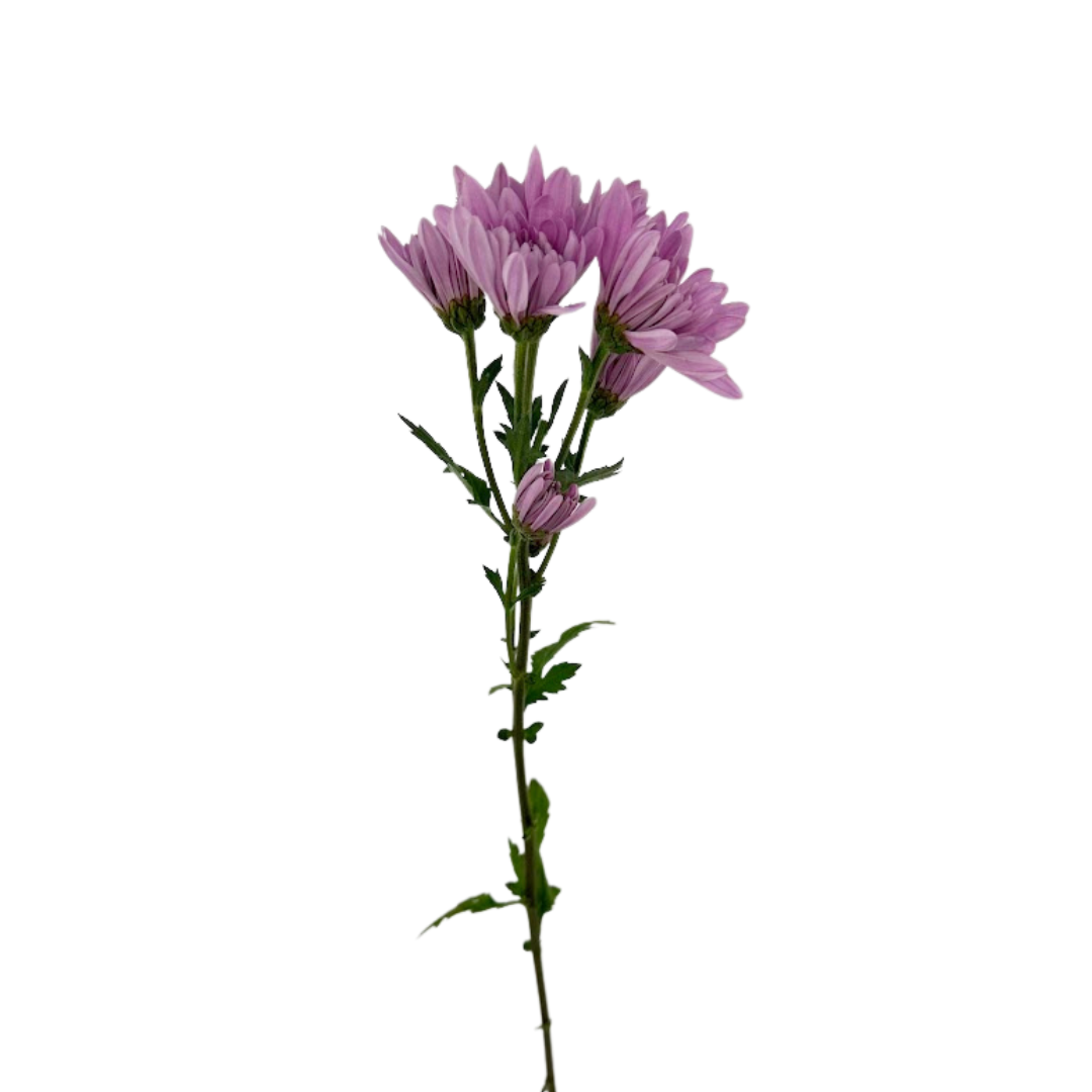 Pompom Cushion Lavender (7 stems)