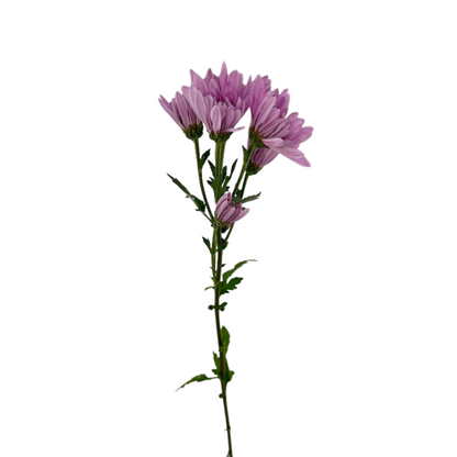 Pom Cushion Lavender (7 stem bunch)