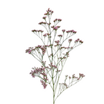 Limonium Pink (10 Stems)