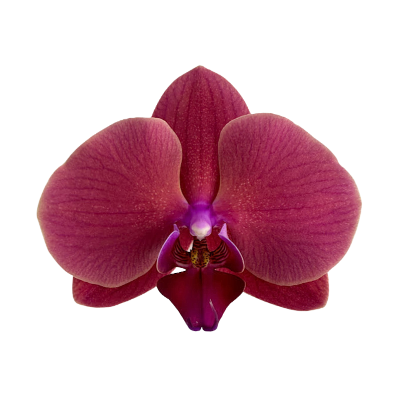 Orchid Phalaenopsis Plant Mauve