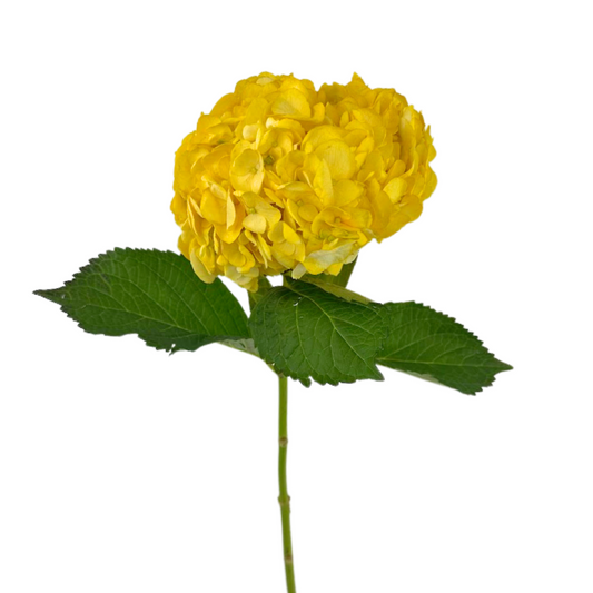 Hydrangea Tinted Yellow