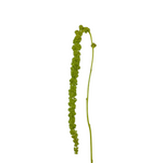 Amaranthus Hanging Green (5 Stems)