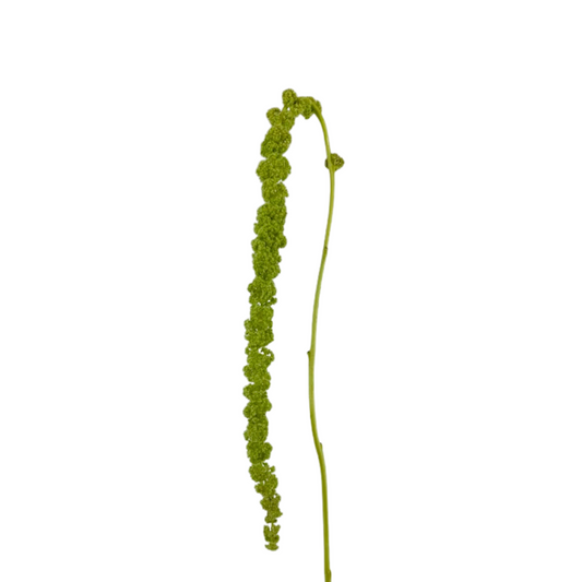 Amaranthus Hanging Green (5 Stems)