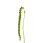 AMARANTHUS - HANGING, GREEN 10st/bu