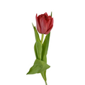 Tulip Double Red