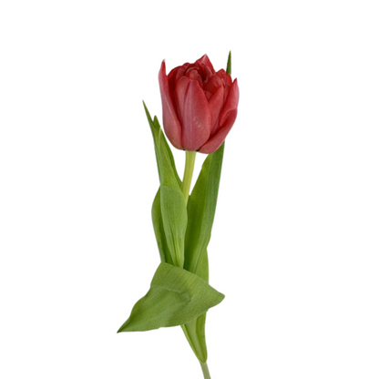 Tulip Double Red (10 stem bunch)