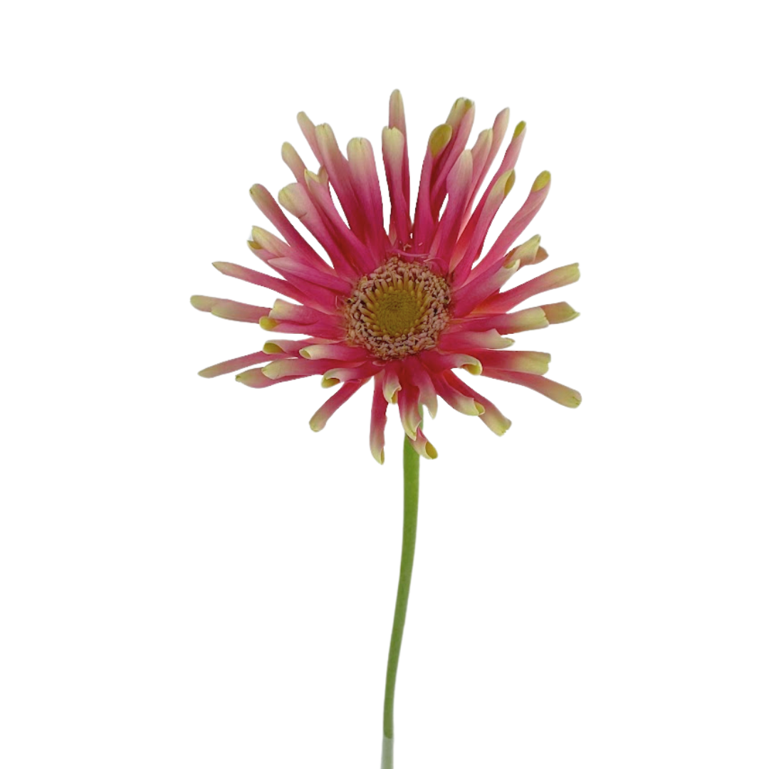Gerbera Spider Pink