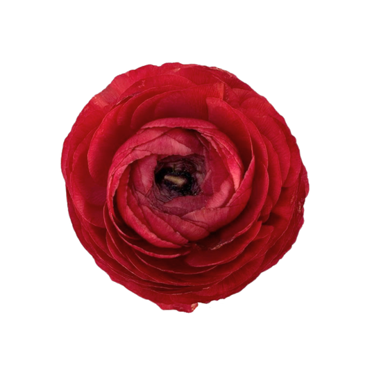 Ranunculus Red (10 stem bunch)