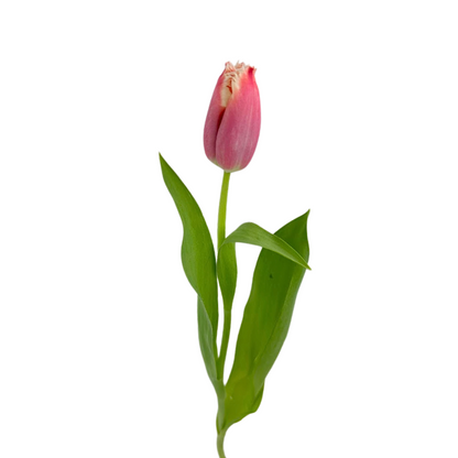Tulip Frill Bicolor Pink (10 stem bunch)