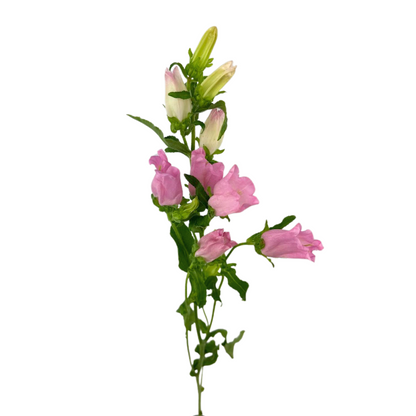 Campanula Pink (5 stem bunch)