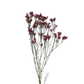 Limonium Dark Pink