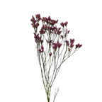 Limonium Dark Pink