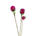 Matsumoto Hot Pink (10 stems)