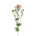 Delphinium Spray Blush