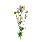 Delphinium Spray Blush
