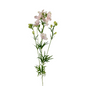 Delphinium Spray Blush (10 stem bunch)