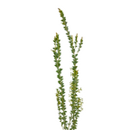 Acacia Green Knifeblade (10 Stems)