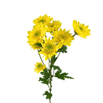 Pompom Cushion Yellow (7 stems)